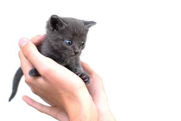 Grijze kat in handen op een witte achtergrond isoleren. Pasgeboren grijze kitten — Stockfoto