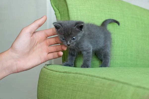 Grijze kat op een groene fauteuil. Kitten op het meubilair. dieren in huis. — Stockfoto