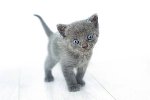 Grå katt i händerna på en vit bakgrund isolat. Nyfödd grå kattunge — Stockfoto