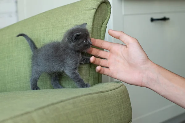 녹색 안락 의자에 회색 고양이. 고양이가 가구에 있어. 집안의 동물들. — 스톡 사진