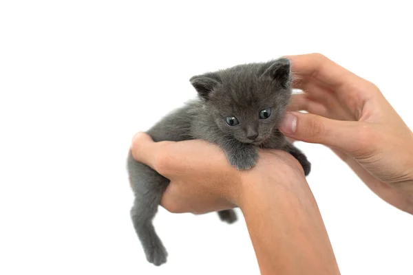 Grå Katt Händerna Vit Bakgrund Isolat Nyfödd Kattunge Brittisk Skapa — Stockfoto