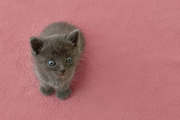 분홍색 베개에 발톱달린 고양이 — 스톡 사진