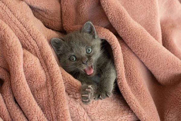 Small Gray Cat Pink Blanket Yawns Long Tongue — Stock Photo, Image
