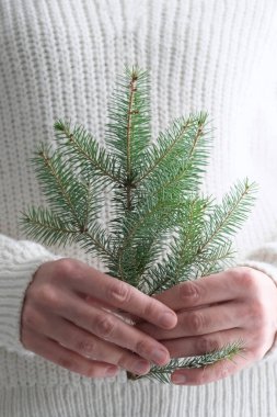 Beyaz örülü süveter giyen bir kızın elinde bir Noel ağacı. Minimalizm. Sıcak kış, yeni yıl