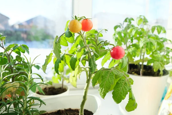 Tomates Cereja Alecrim Crescido Pote Jardim Casa Mão Uma Menina — Fotografia de Stock