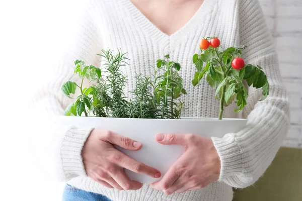 Tomates Cereja Alecrim Crescido Pote Jardim Casa Mão Uma Menina — Fotografia de Stock