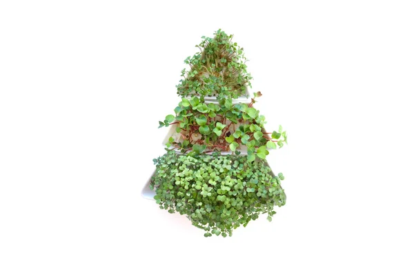 Sprouted radish seeds microgreens. Earth Day. Seed Germination at home. Space for text. Concept Vegan and healthy eating. Growing sprouts — Stock Photo, Image