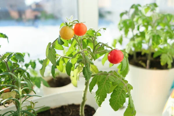 Tomates cereja e alecrim crescido em um pote em um jardim em casa, na mão de uma menina. — Fotografia de Stock