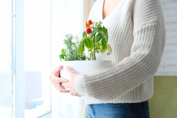 Tomates cereja e alecrim crescido em um pote em um jardim em casa, na mão de uma menina. — Fotografia de Stock