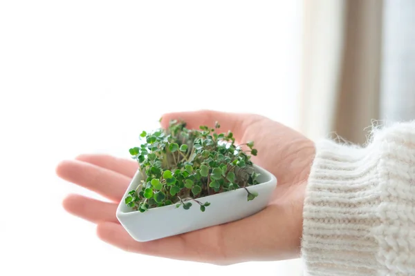 Sementes de rabanete germinadas microgreens. Dia da Terra. Germinação de Sementes em casa. Espaço para SMS. Conceito Vegan e alimentação saudável. Brotos em crescimento — Fotografia de Stock