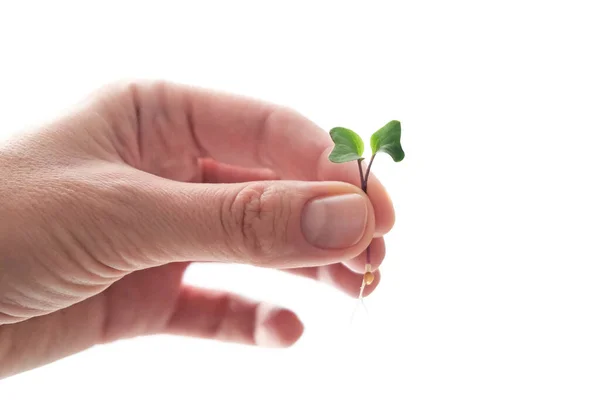 Sementes de rabanete germinadas microgreens. Dia da Terra. Germinação de Sementes em casa. Espaço para SMS. Conceito Vegan e alimentação saudável. Brotos em crescimento — Fotografia de Stock