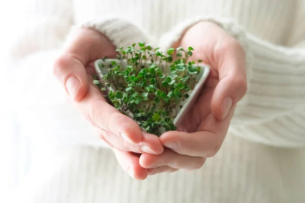 Sementes de rabanete germinadas microgreens. Dia da Terra. Germinação de Sementes em casa. Espaço para SMS. Conceito Vegan e alimentação saudável. Brotos em crescimento — Fotografia de Stock