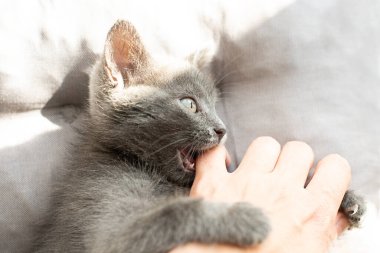 Saldırgan gri kedi bir insanı ısırır.. 