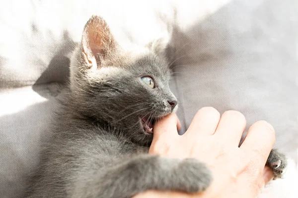 Agressieve grijze kat bijt een persoon. — Stockfoto
