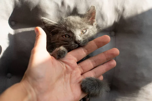 Aggressive grey cat bites a person. — Stock Photo, Image