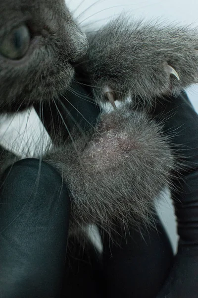 deprive close-up on the skin of a cat. Diseases of pets.