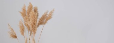 Pankart. Pampa otları. Reed Plume Kökü, Kurumuş Pampas Çimi, Ev İçin Dekoratif Tüylü Çiçek Düzenleme, Yeni Moda Ev Dekorasyonu.