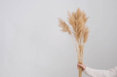 Kadın eli otları tutuyor. Reed Plume Kökü, Kurumuş Pampas Çimi, Ev İçin Dekoratif Tüylü Çiçek Düzenleme, Yeni Moda Ev Dekorasyonu