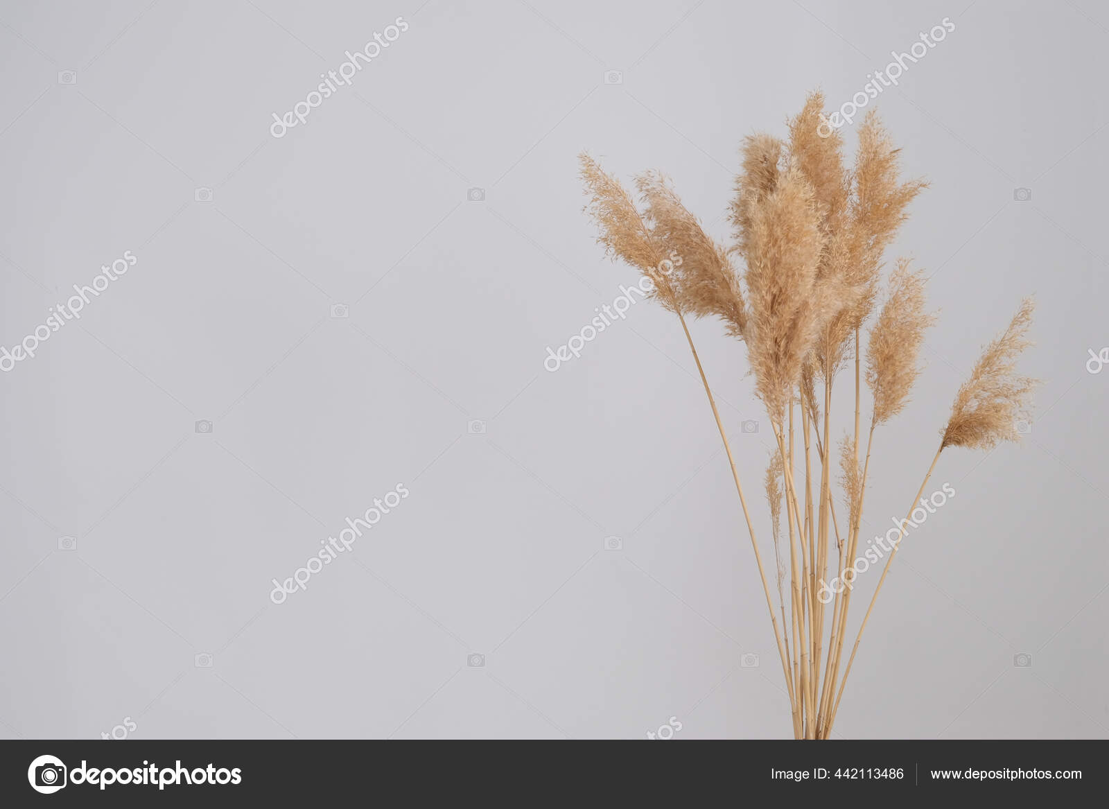 https://st2.depositphotos.com/22411670/44211/i/1600/depositphotos_442113486-stock-photo-pampas-grass-reed-plume-stem.jpg