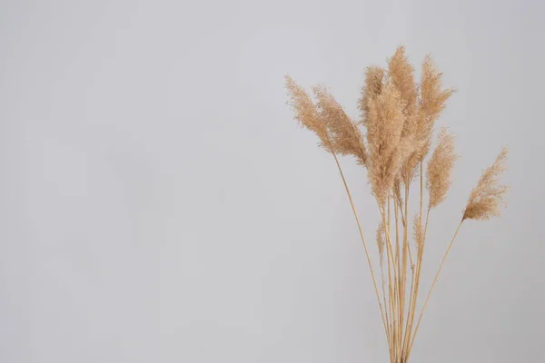 pampas grass. Reed Plume Stem, Dried Pampas Grass, Decorative Feather Flower Arrangement for Home, New Trendy Home Decor