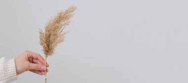 Pankart. Kadın eli otları tutuyor. Reed Plume Kökü, Kurumuş Pampas Çimi, Ev İçin Dekoratif Tüylü Çiçek Düzenleme, Yeni Moda Ev Dekorasyonu.
