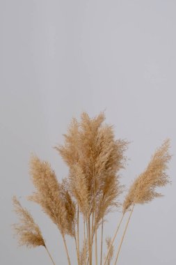 Pampa otu. Reed Plume Kökü, Kurumuş Pampas Çimi, Ev İçin Dekoratif Tüylü Çiçek Düzenleme, Yeni Moda Ev Dekorasyonu