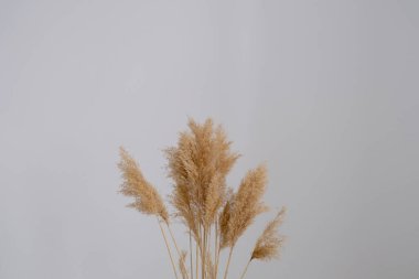 Pampa otu. Reed Plume Kökü, Kurumuş Pampas Çimi, Ev İçin Dekoratif Tüylü Çiçek Düzenleme, Yeni Moda Ev Dekorasyonu