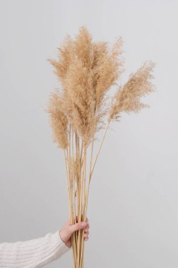 Kadın eli otları tutuyor. Dikey. Reed Plume Kökü, Kurumuş Pampas Çimi, Ev İçin Dekoratif Tüylü Çiçek Düzenleme, Yeni Moda Ev Dekorasyonu. dikey
