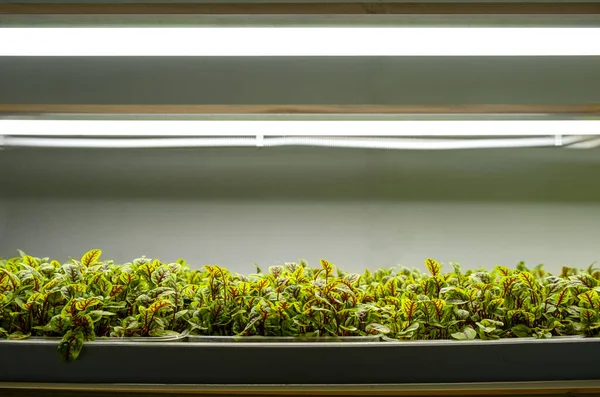 エンドウ豆。都市型マイクログリーンファーム。環境に優しい中小企業。赤ちゃんの葉、フィトランプ. — ストック写真