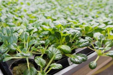 Aroponik metodu kullanarak bir mikro çiftlikte yetişen Edenvia marulunun yeşil yaprakları.