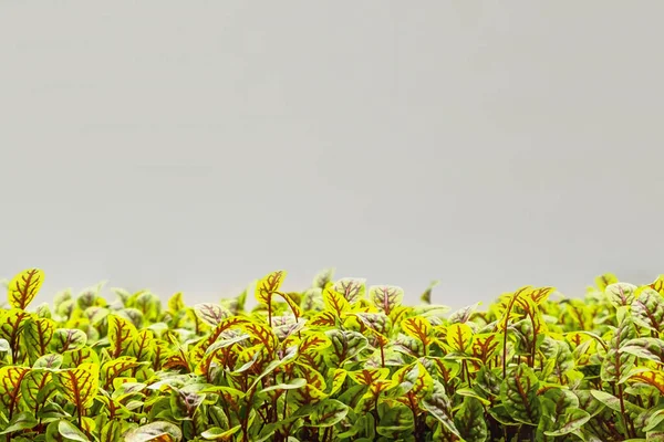 Granja Microverde Urbana Pequeñas Empresas Ecológicas Hojas Bebé Phytolamp —  Fotos de Stock