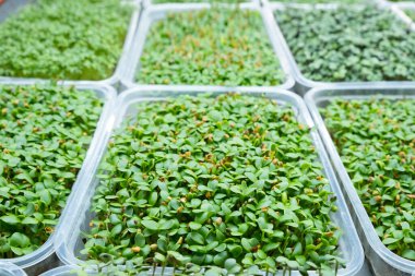 Kentsel mikroyeşil çiftlik. Çevre dostu küçük işletme. Bebek yaprakları, bitki örtüsü..