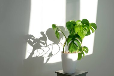 Gri arka planda beyaz bir çömlekte canavar çiçeği. Minimalizm kavramı. Monstera deliciosa ya da tropikal yapraklarla kaplı İsviçre peyniri bitkisi. Gün ışığı, acımasız gölgeler. .