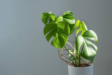 Gri arka planda beyaz bir çömlekte canavar çiçeği. Minimalizm kavramı. Monstera deliciosa ya da tropikal yapraklarla kaplı İsviçre peyniri bitkisi. Gün ışığı, acımasız gölgeler. .