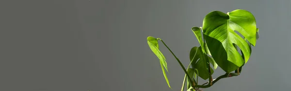 Banner. Monstera flower in a white pot on a grey background. The concept of minimalism. Monstera deliciosa or Swiss cheese plant in pot tropical leaves background. Daylight, harsh shadows