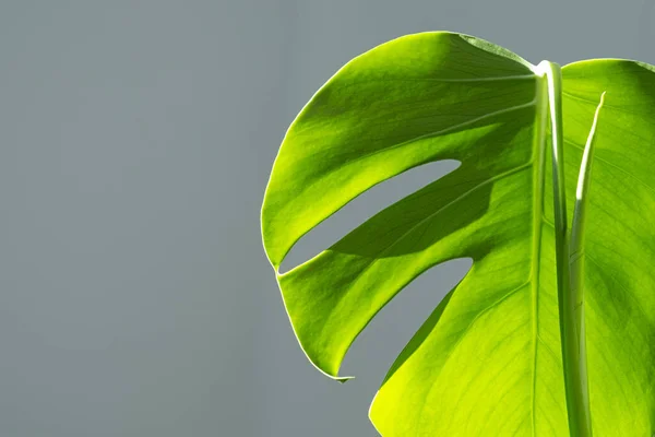 Monstera Flor Vaso Branco Sobre Fundo Cinza Conceito Minimalismo Monstera — Fotografia de Stock