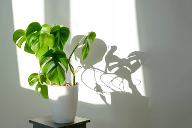 Gri arka planda beyaz bir çömlekte canavar çiçeği. Minimalizm kavramı. Monstera deliciosa ya da tropikal yapraklarla kaplı İsviçre peyniri bitkisi. Gün ışığı, acımasız gölgeler. .