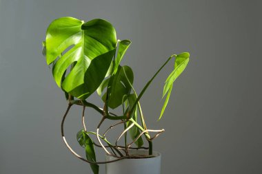 Gri arka planda beyaz bir çömlekte canavar çiçeği. Minimalizm kavramı. Monstera deliciosa ya da tropikal yapraklarla kaplı İsviçre peyniri bitkisi. Gün ışığı, acımasız gölgeler. .