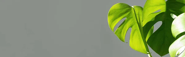 Banner. Monstera flower in a white pot on a grey background. The concept of minimalism. Monstera deliciosa or Swiss cheese plant in pot tropical leaves background. Daylight, harsh shadows