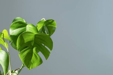 Gri arka planda beyaz bir çömlekte canavar çiçeği. Minimalizm kavramı. Monstera deliciosa ya da tropikal yapraklarla kaplı İsviçre peyniri bitkisi. Gün ışığı, acımasız gölgeler. .