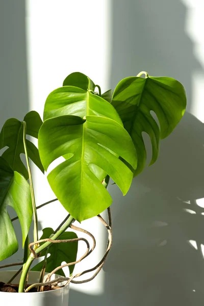 Vertical. Monstera plant in a white pot on a grey background. The concept of minimalism. Monstera deliciosa or Swiss cheese plant in pot tropical leaves background. Daylight, harsh shadows.