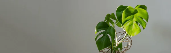 Banner. Monstera flower in a white pot on a grey background. The concept of minimalism. Monstera deliciosa or Swiss cheese plant in pot tropical leaves background. Daylight, harsh shadows