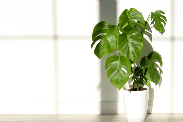 Monstera plant in a white pot on a white isolated background. The concept of minimalism. Monstera deliciosa leaves or Swiss cheese tropical leaf. Daylight, harsh shadows. Close up