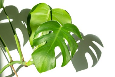 Beyaz izole bir arka planda beyaz bir çömlekte canavar bitkisi. Minimalizm kavramı. Monstera deliciosa yaprakları veya İsviçre peyniri tropikal yaprakları. Gün ışığı, sert gölgeler. Kapat.