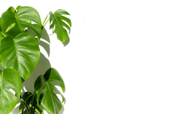 Planta Monstera Maceta Blanca Sobre Fondo Blanco Aislado Concepto Minimalismo — Foto de Stock