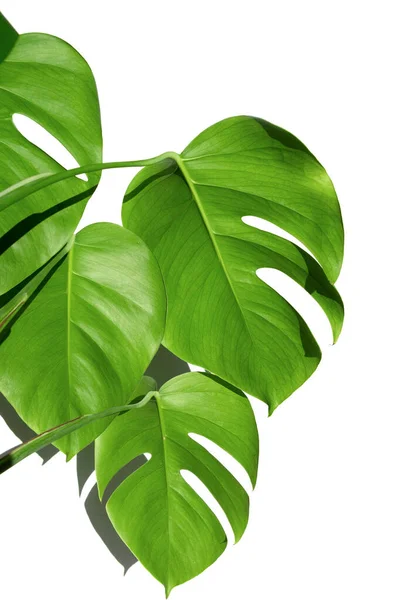 Planta Monstera Maceta Blanca Sobre Fondo Blanco Aislado Concepto Minimalismo — Foto de Stock