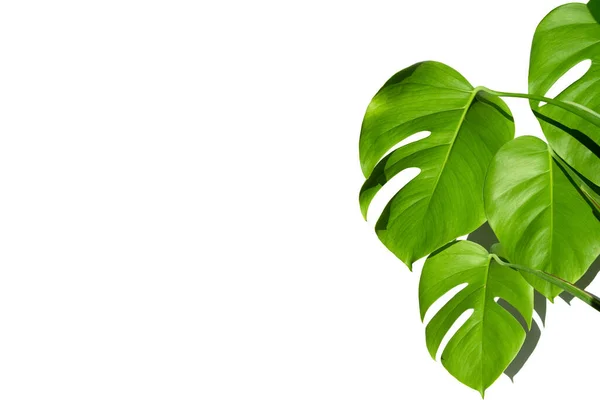 Planta Monstera Maceta Blanca Sobre Fondo Blanco Aislado Concepto Minimalismo — Foto de Stock