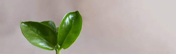 Banner Fundo Natural Para Produtos Ecológicos Linho Planta Verde Pódio — Fotografia de Stock