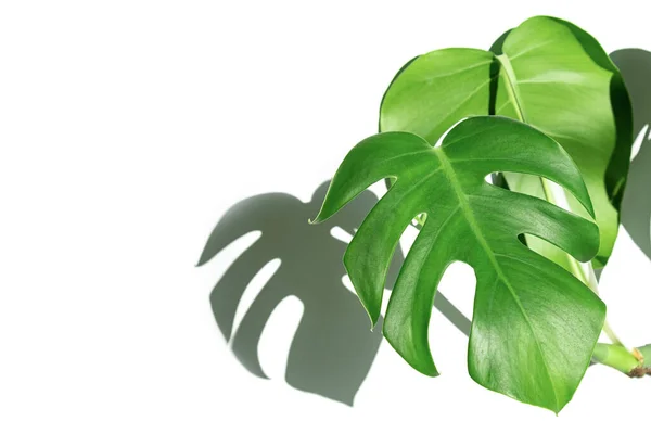 Planta Monstera Maceta Blanca Sobre Fondo Blanco Aislado Concepto Minimalismo — Foto de Stock