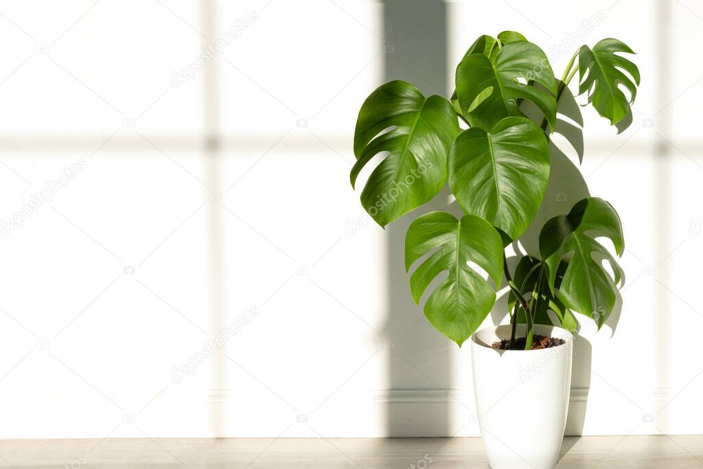 Monstera plant in a white pot on a white isolated background. The concept of minimalism. Monstera deliciosa leaves or Swiss cheese tropical leaf. Daylight, harsh shadows. Close up